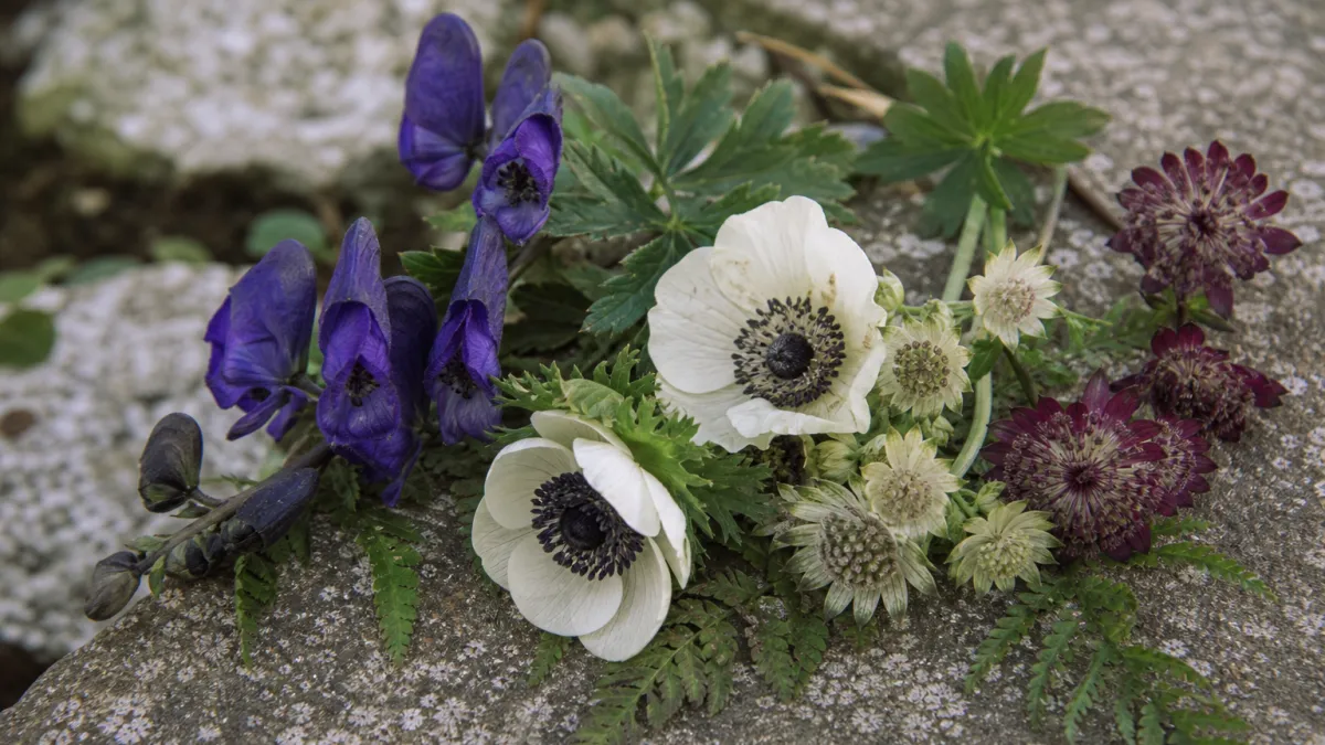 Fleurs qui commencent par la lettre A : la liste complète