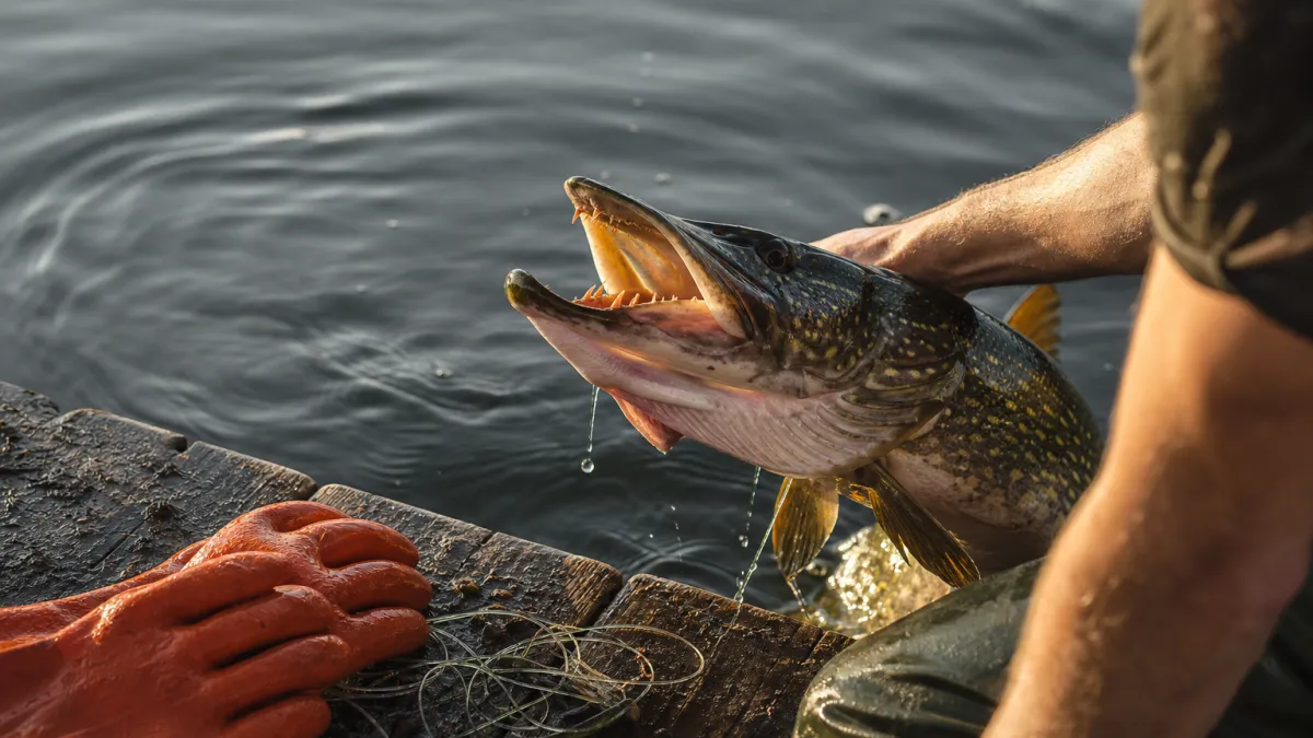 Morsure de brochet : tout savoir sur ses dents et les soins
