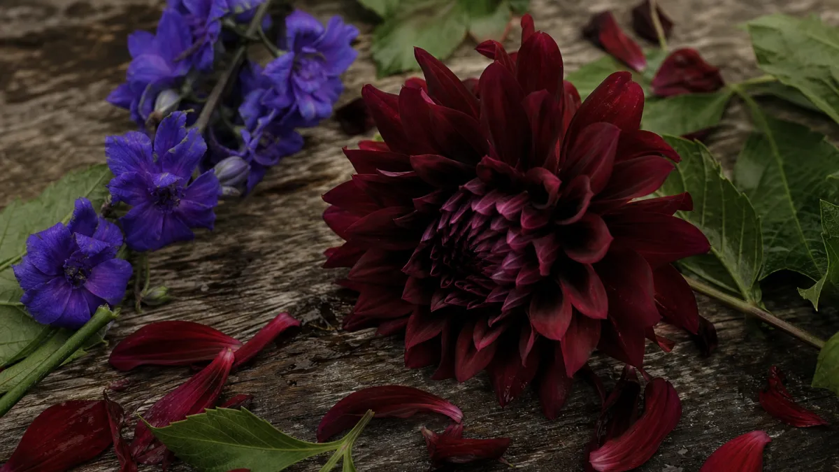 Fleurs qui commencent par la lettre D : la liste complète